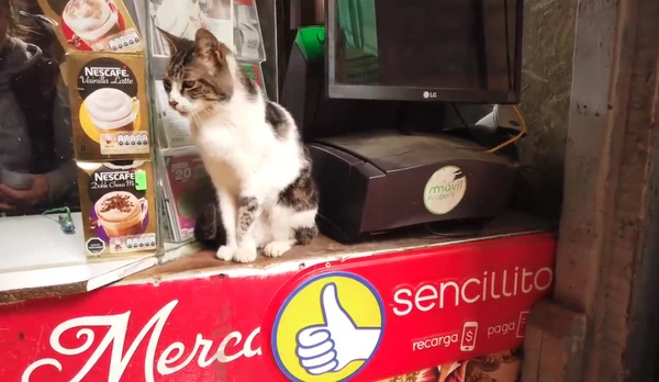 Feira é conhecida como a 'cidade dos gatos' por YouTube