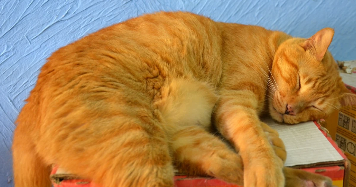 Imagem - Os donos do lugar: gatos tomaram conta de cidade e hoje vivem e trabalham ao lado dos comerciantes