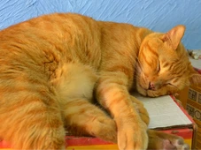 Imagem - Os donos do lugar: gatos tomaram conta de cidade e hoje vivem e trabalham ao lado dos comerciantes