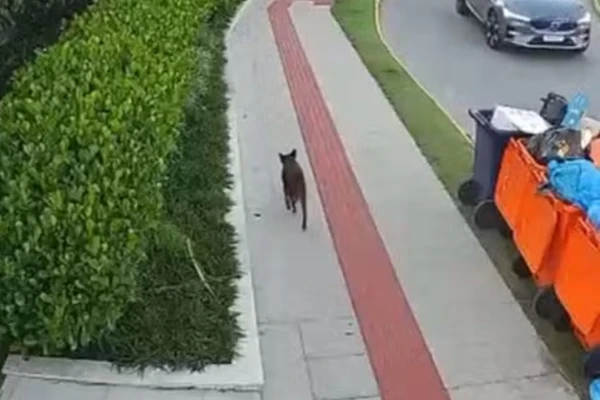 Defesa divulgou imagens do cão Orelha andando após agressões por Reprodução