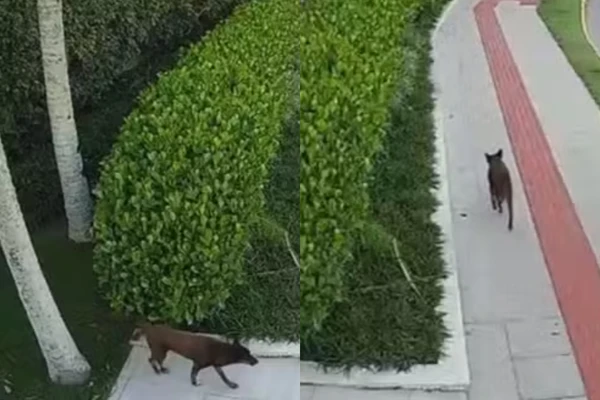 Defesa divulgou imagens do cão Orelha andando após agressões