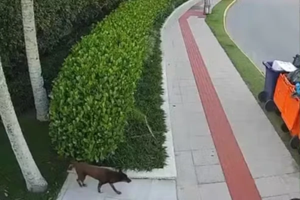 Defesa divulgou imagens do cão Orelha andando após agressões por Reprodução