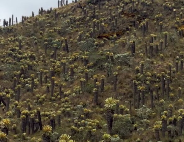 Estrada é uma das mais bonitas da Colômbia por Reprodução | Reprodução/Youtube