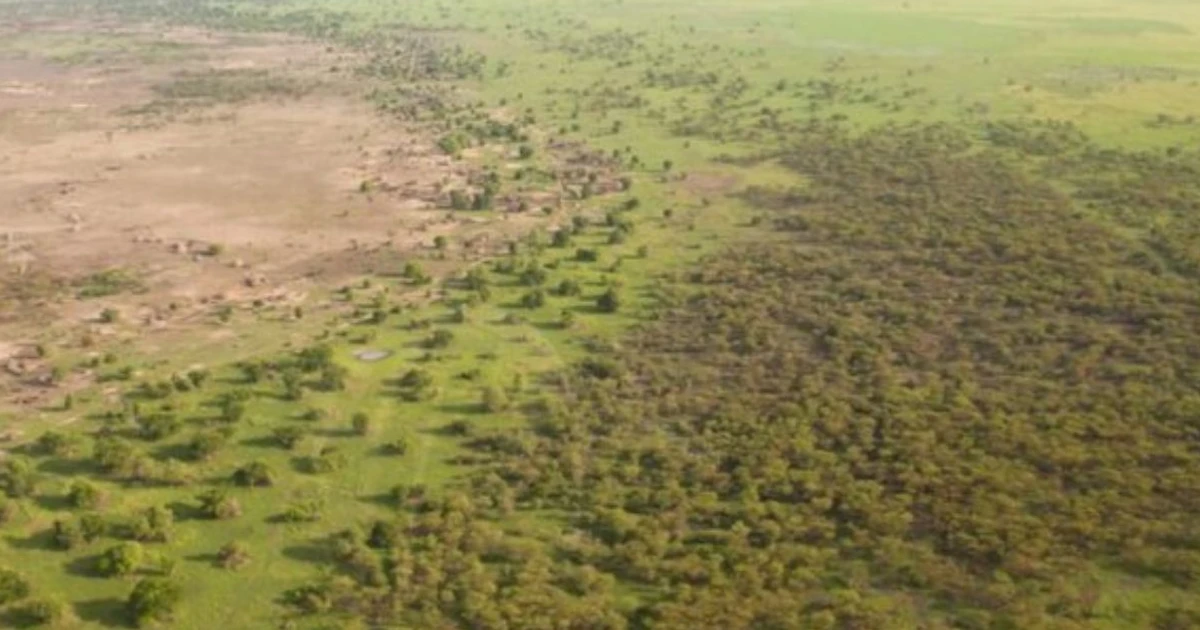 Imagem - Cientistas plantam árvores para frear deserto, mas projeto tem efeito contrário e piora clima na região