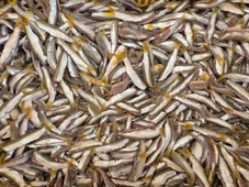 Imagem - Pititinga some dos mares de Salvador e vira peixe mais caro que camarão