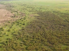 Imagem - Cientistas plantam árvores para frear deserto, mas projeto tem efeito contrário e piora clima na região