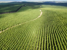 Imagem - Silvicultura de precisão impulsiona qualidade e desempenho das mudas de eucalipto na Bahia