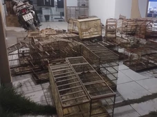 Imagem - Mais de 300 animais silvestres são resgatados na Chapada Diamantina