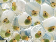 Imagem - Menino de 14 anos vence maior concurso de fotografia do mundo com câmera mais velha que ele e comove