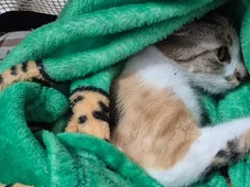 Imagem - Mulher é presa após jogar gata do 12° andar de prédio