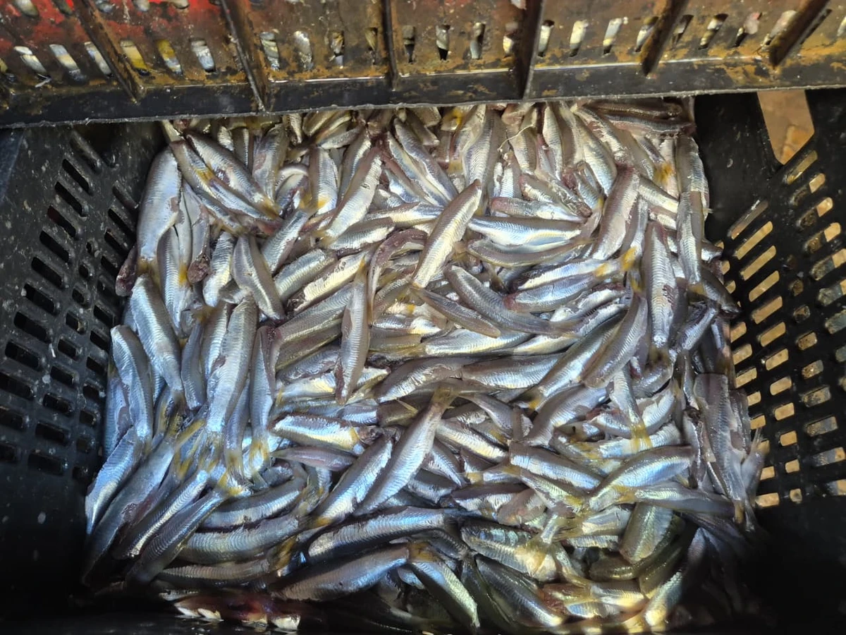 A pititinga sumiu por Moysés Suzart