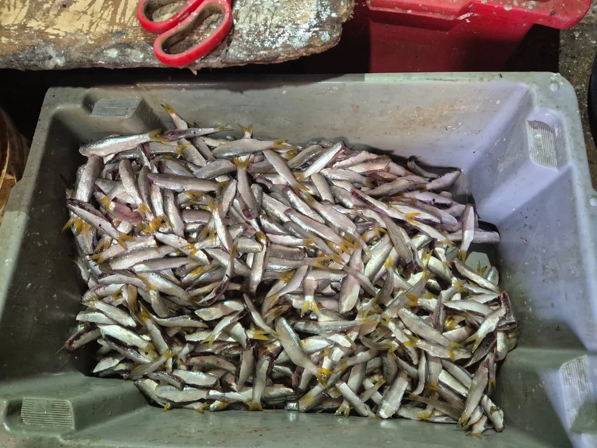 A pititinga sumiu por Moysés Suzart