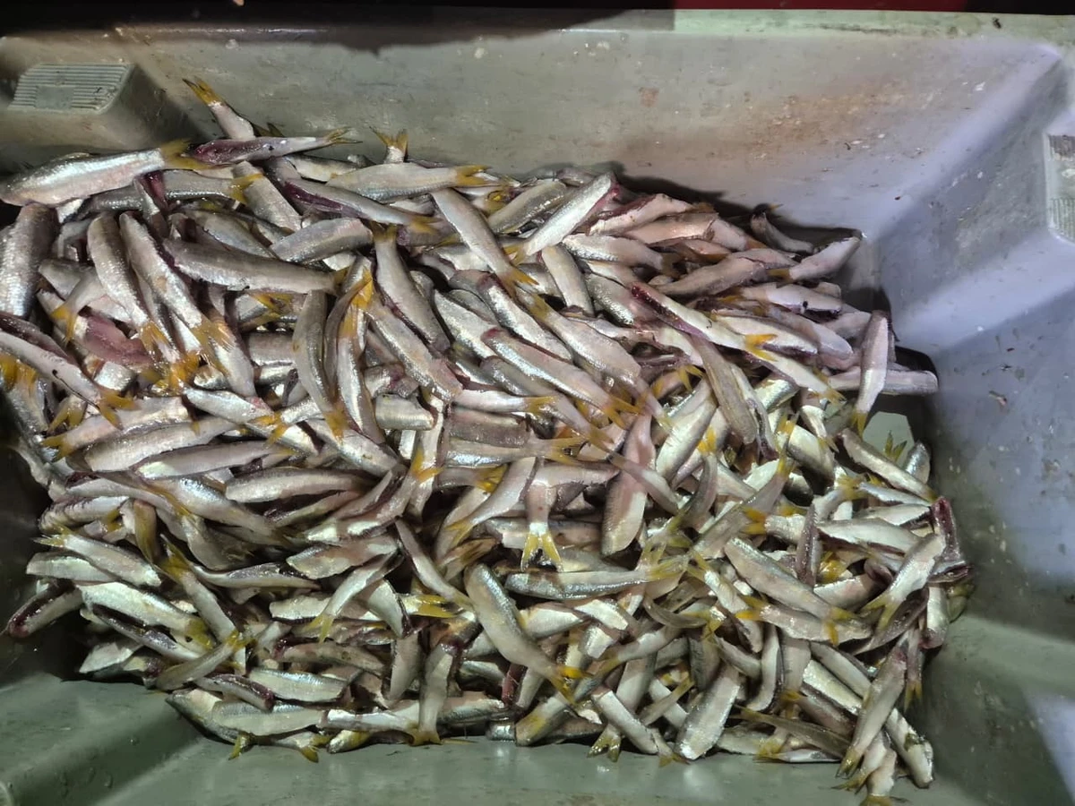 A pititinga sumiu por Moysés Suzart