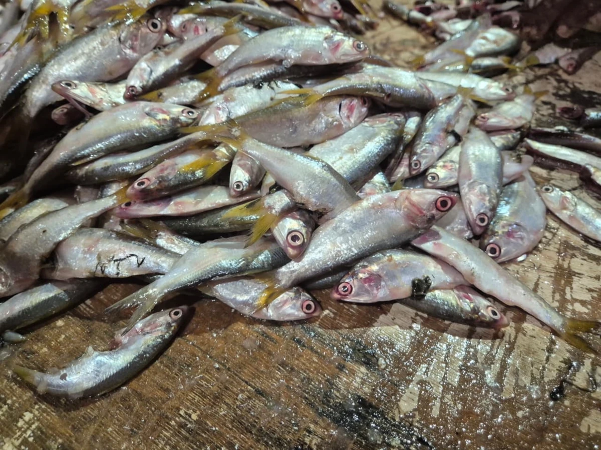 A pititinga sumiu por Moysés Suzart