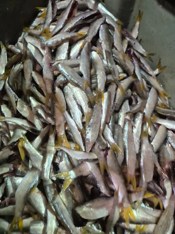 A pititinga sumiu por Moysés Suzart