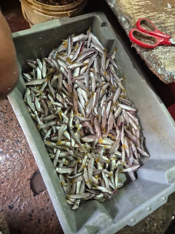 A pititinga sumiu por Moysés Suzart