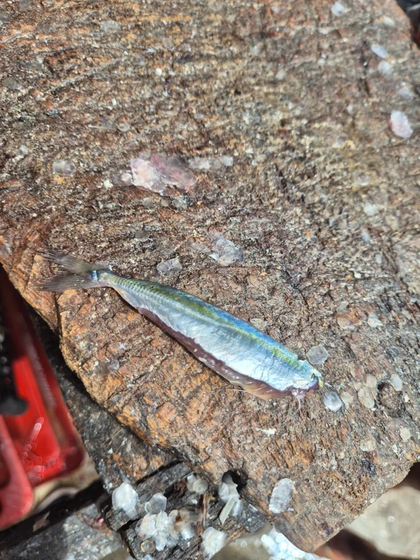 A pititinga sumiu por Moysés Suzart