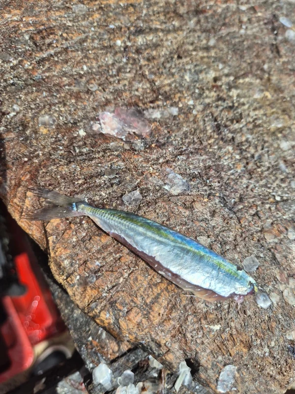 A pititinga sumiu por Moysés Suzart