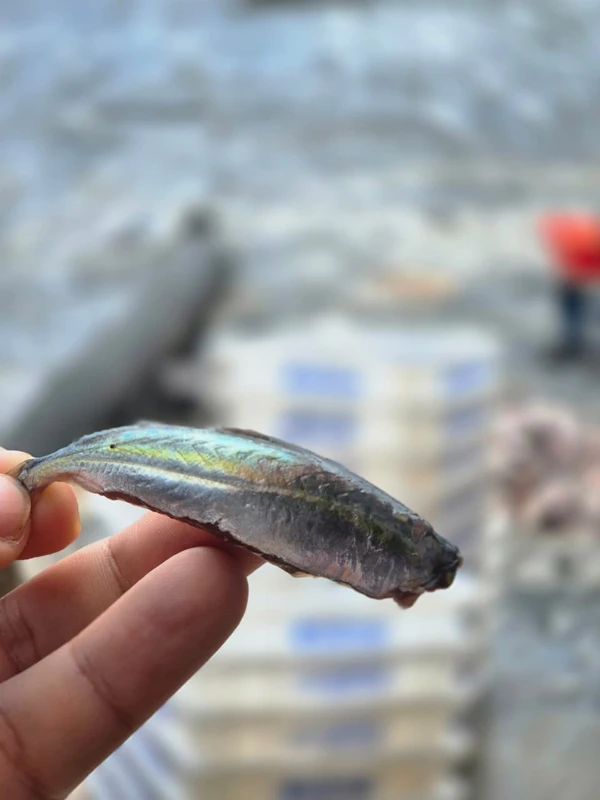 A pititinga sumiu por Moysés Suzart