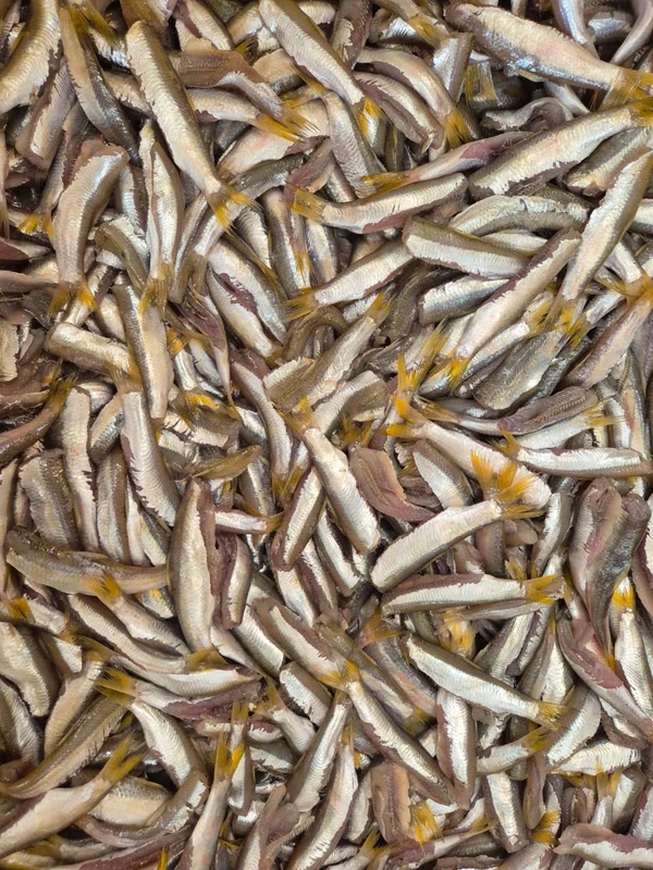 A pititinga sumiu por Moysés Suzart