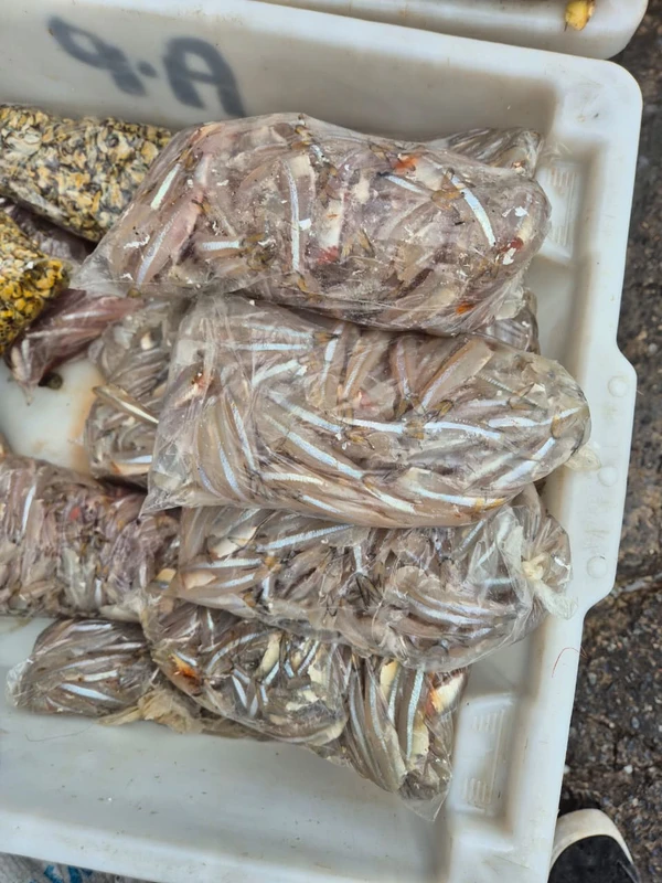 A pititinga sumiu por Moysés Suzart