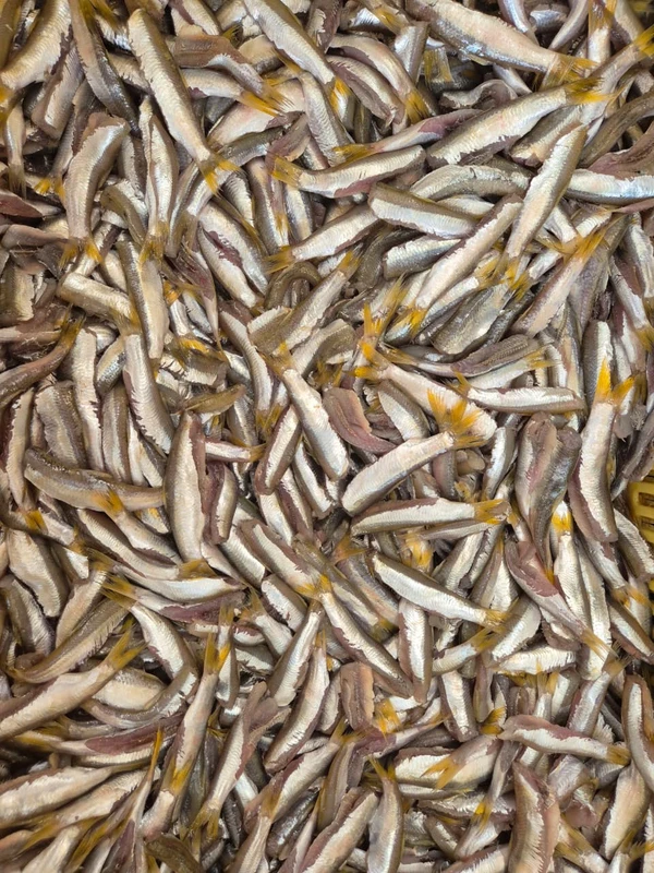 A pititinga sumiu por Moysés Suzart