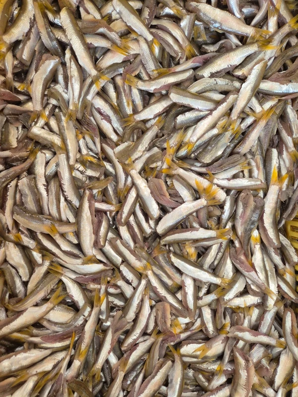 A pititinga sumiu por Moysés Suzart