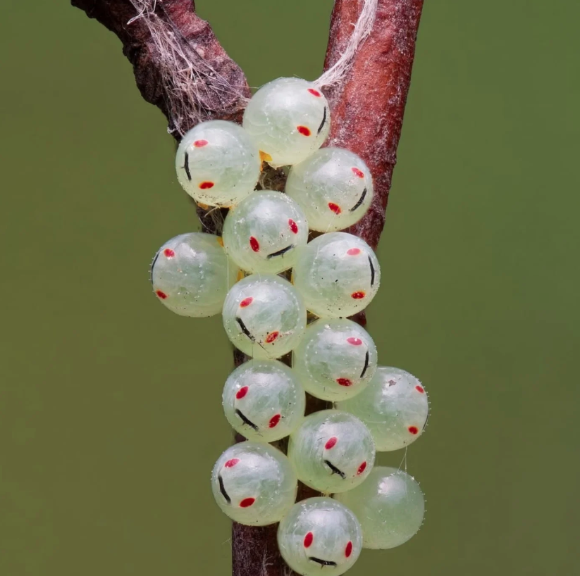Close-Up Photographer of the Year é a maior competição de fotografia macro (focada em objetos pequenos) do mundo por Reprodução | Instagram
