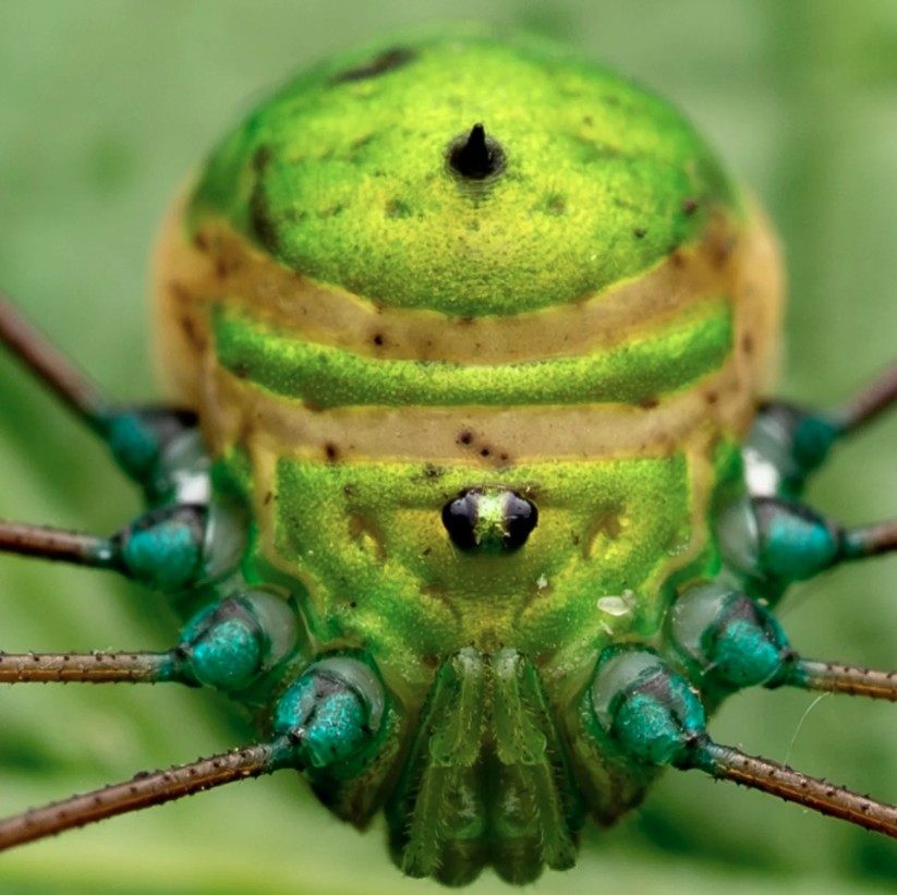 Close-Up Photographer of the Year é a maior competição de fotografia macro (focada em objetos pequenos) do mundo por Reprodução | Instagram
