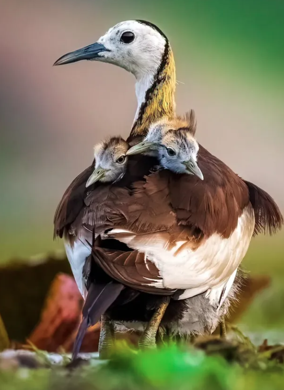 Close-Up Photographer of the Year é a maior competição de fotografia macro (focada em objetos pequenos) do mundo por Reprodução | Instagram