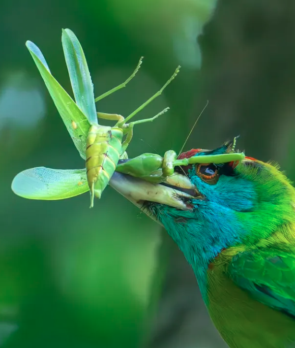 Close-Up Photographer of the Year é a maior competição de fotografia macro (focada em objetos pequenos) do mundo por Reprodução | Instagram