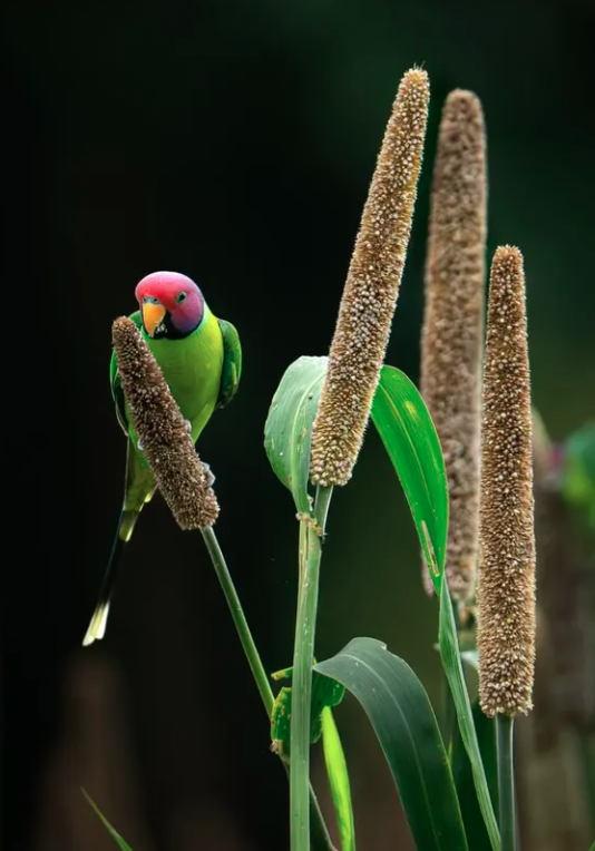 Close-Up Photographer of the Year é a maior competição de fotografia macro (focada em objetos pequenos) do mundo por Reprodução | Instagram