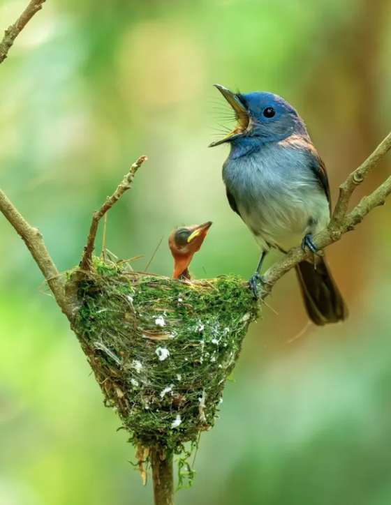 Close-Up Photographer of the Year é a maior competição de fotografia macro (focada em objetos pequenos) do mundo por Reprodução | Instagram