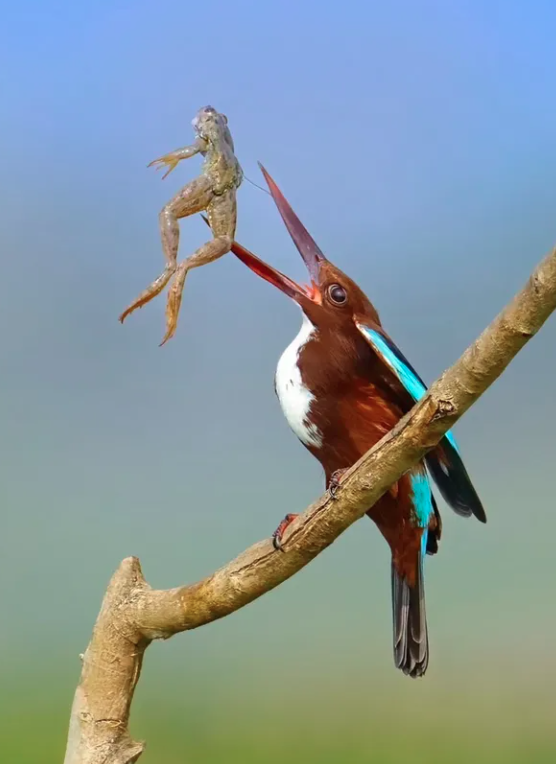 Close-Up Photographer of the Year é a maior competição de fotografia macro (focada em objetos pequenos) do mundo por Reprodução | Instagram