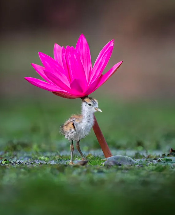 Close-Up Photographer of the Year é a maior competição de fotografia macro (focada em objetos pequenos) do mundo por Reprodução | Instagram