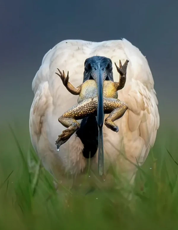 Close-Up Photographer of the Year é a maior competição de fotografia macro (focada em objetos pequenos) do mundo por Reprodução | Instagram
