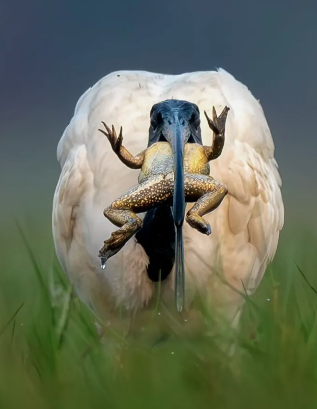 Close-Up Photographer of the Year é a maior competição de fotografia macro (focada em objetos pequenos) do mundo por Reprodução | Instagram