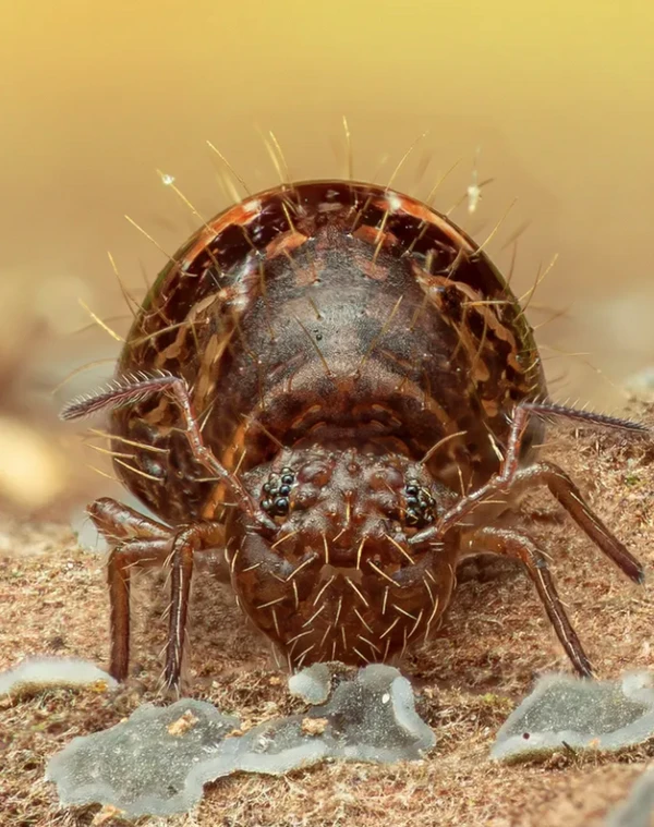 Close-Up Photographer of the Year é a maior competição de fotografia macro (focada em objetos pequenos) do mundo por Reprodução | Instagram
