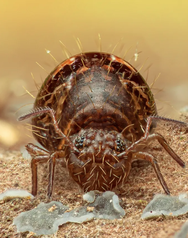 Close-Up Photographer of the Year é a maior competição de fotografia macro (focada em objetos pequenos) do mundo por Reprodução | Instagram