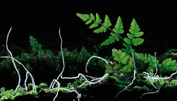 Close-Up Photographer of the Year é a maior competição de fotografia macro (focada em objetos pequenos) do mundo por Reprodução | Instagram