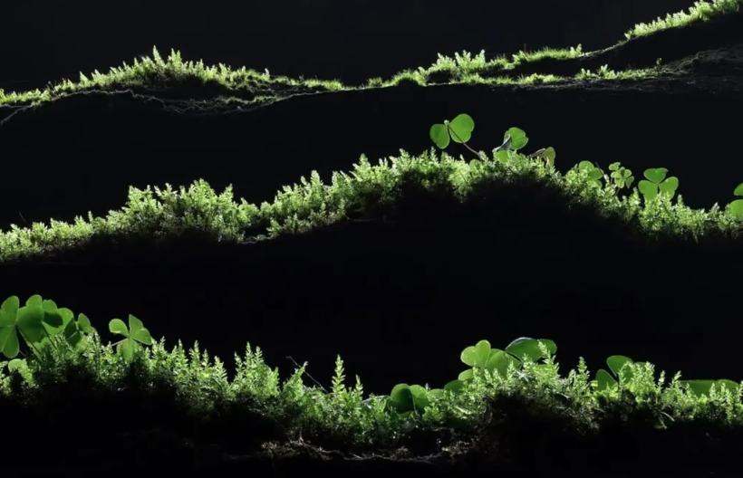 Close-Up Photographer of the Year é a maior competição de fotografia macro (focada em objetos pequenos) do mundo por Reprodução | Instagram