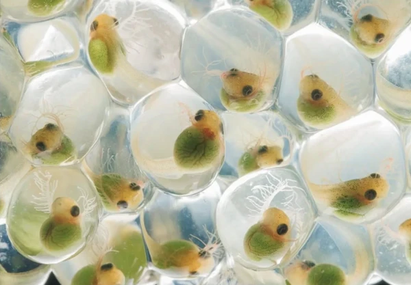 Close-Up Photographer of the Year é a maior competição de fotografia macro (focada em objetos pequenos) do mundo por Reprodução | Instagram