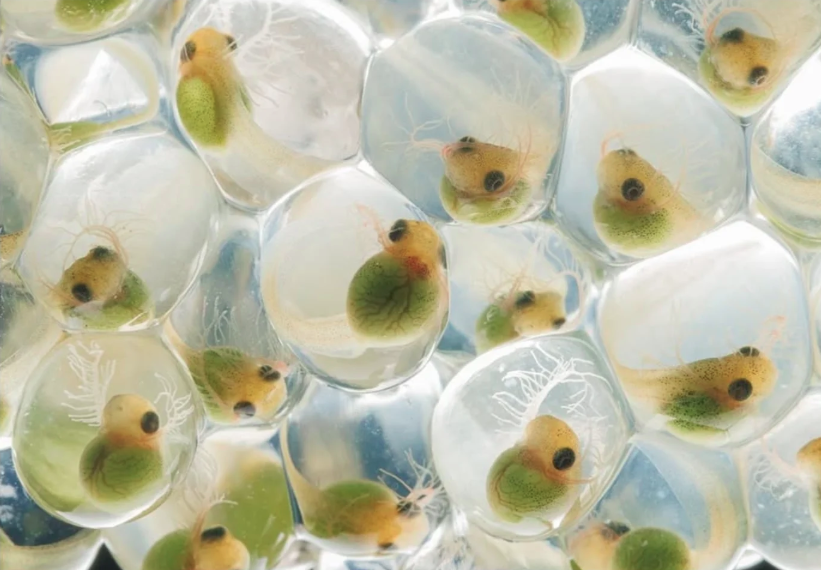 Close-Up Photographer of the Year é a maior competição de fotografia macro (focada em objetos pequenos) do mundo por Reprodução | Instagram