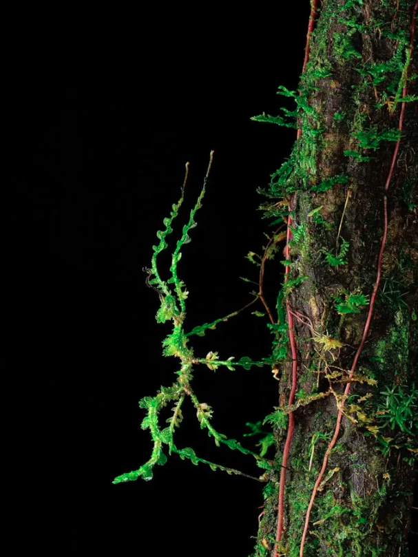 Close-Up Photographer of the Year é a maior competição de fotografia macro (focada em objetos pequenos) do mundo por Reprodução | Instagram