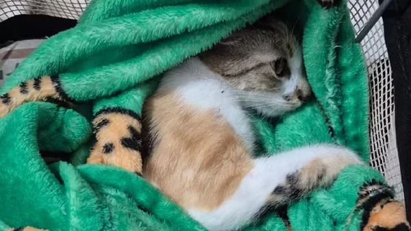 Gata sobreviveu após ser arremessada do 12º andar 