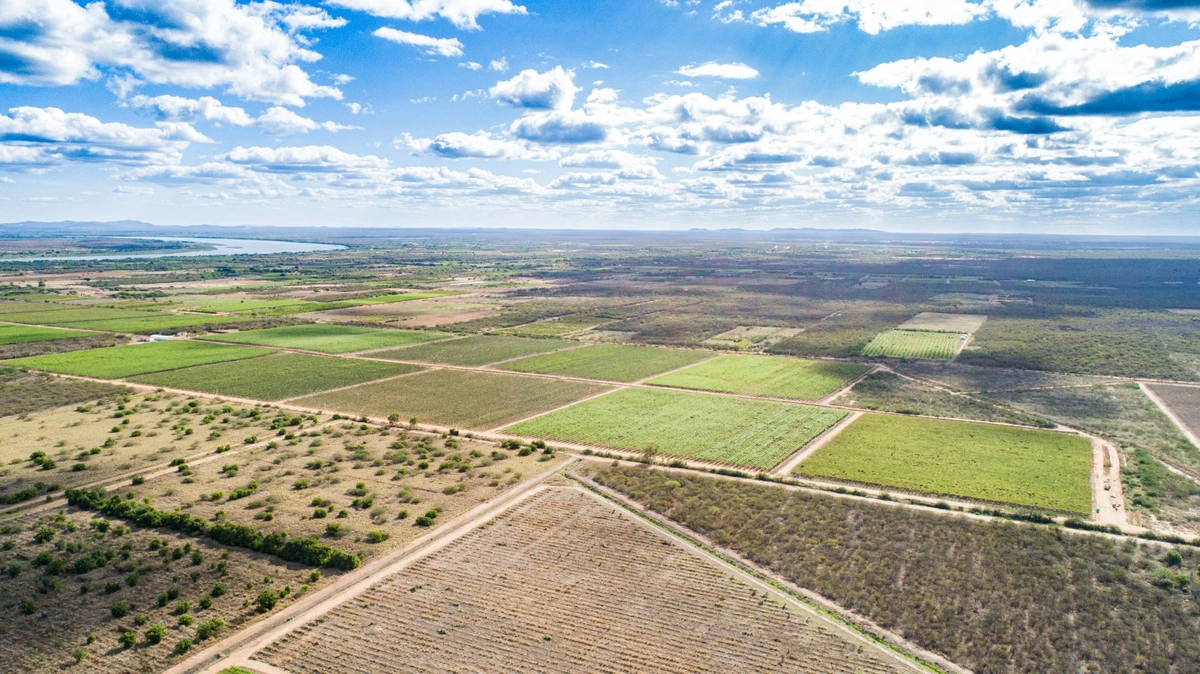 Vinhedos da Vinícola Rio Sol, no Vale do São Francisco, um dos principais polos da vitivinicultura nordestina