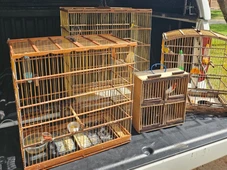 Imagem - Operação resgata mais de 50 aves silvestres e prende homem por queimada