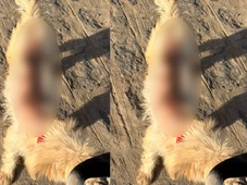 Imagem - Mulher é presa após queimar cachorro com água quente