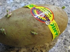 Imagem - Especialista explica se faz mal comer batatas quando os brotos estão germinando