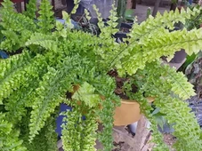 Imagem - Colocar uma planta simples no quarto pode reduzir a umidade e o mofo